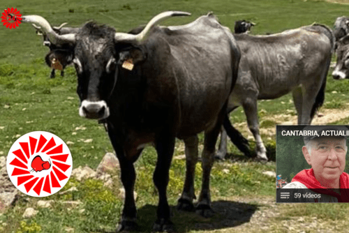 sejos 2021 vaca tudanca