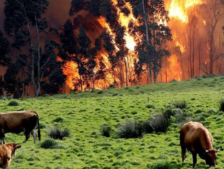 Ninguno de los 25 incendios forestales provocados ayer en Cantabria permanece activo